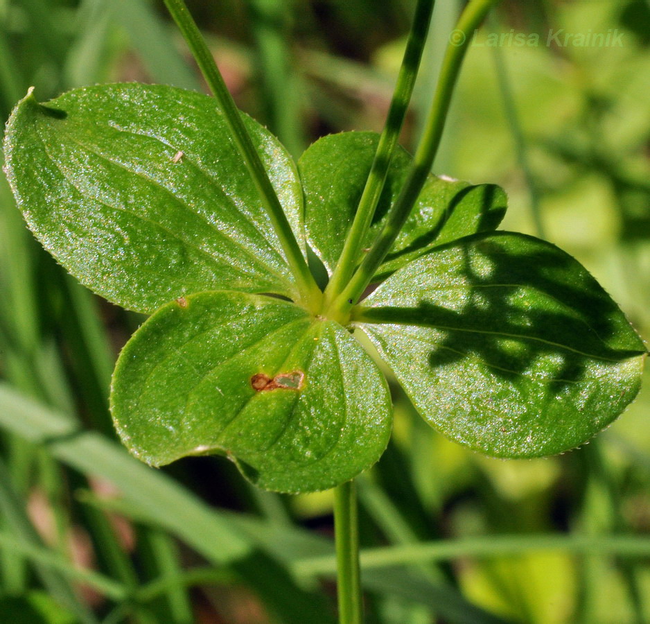 Изображение особи Galium platygalium.