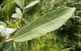 Salix cinerea. Лист. Московская обл., Лотошинский р-н, окр. дер. Савостино. 09.07.2013.