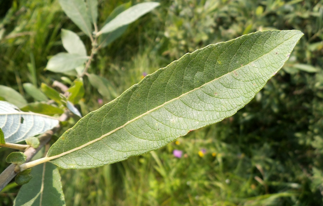 Image of Salix cinerea specimen.