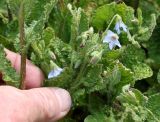 Borago pygmaea