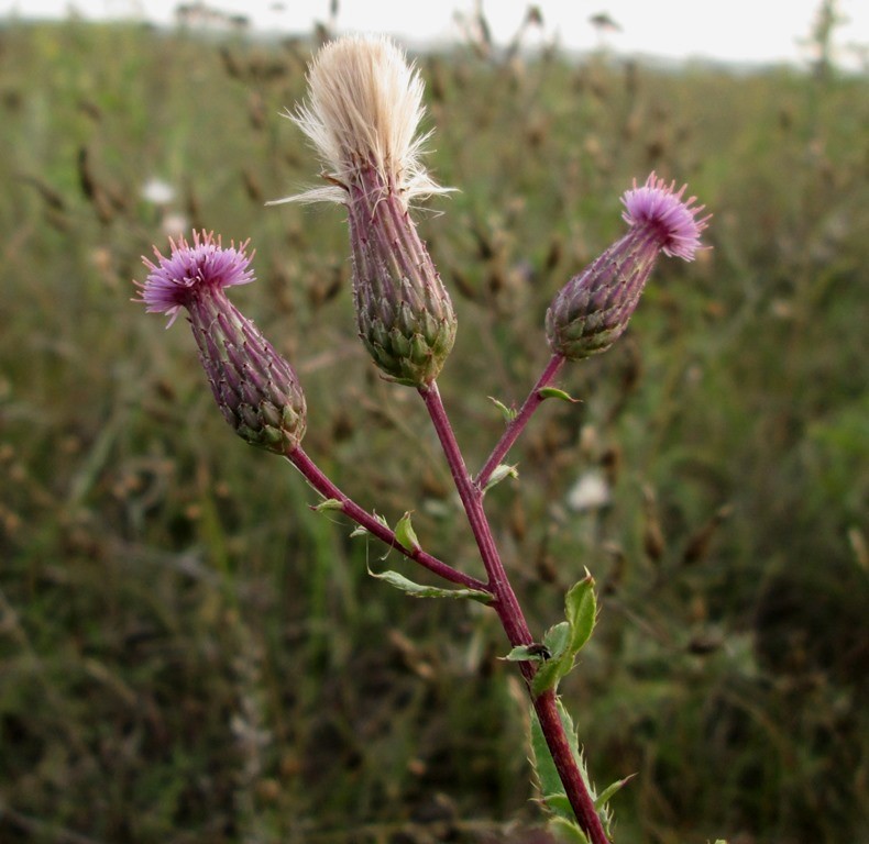 Изображение особи Cirsium setosum.