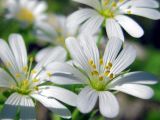 Stellaria holostea. Цветки. Республика Татарстан, г. Бавлы. 30.05.2009.