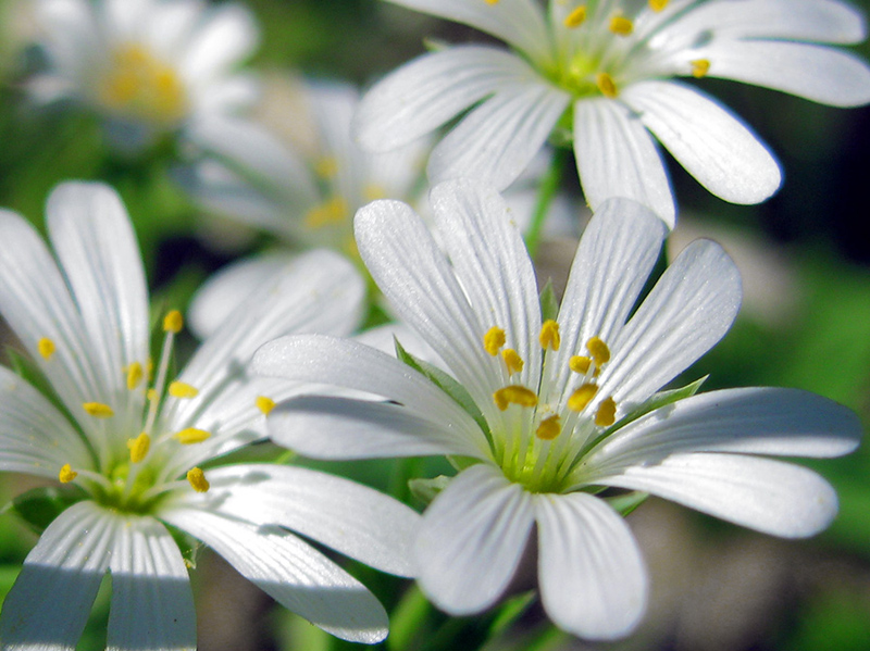 Image of Stellaria holostea specimen.