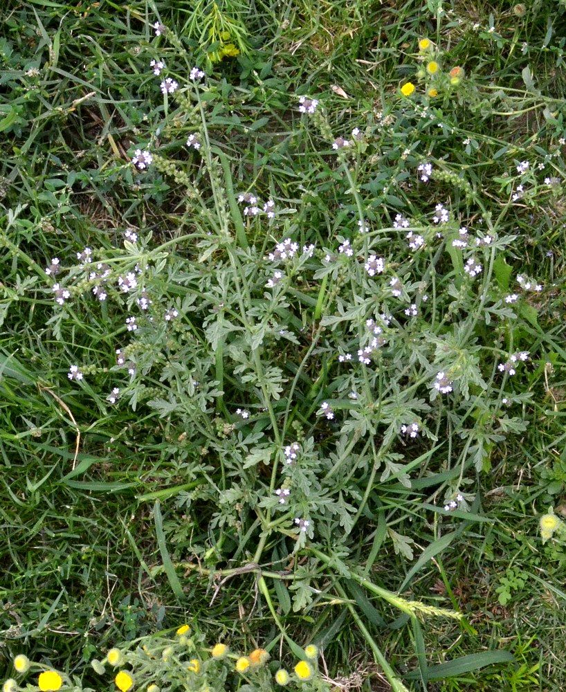 Изображение особи Verbena officinalis.