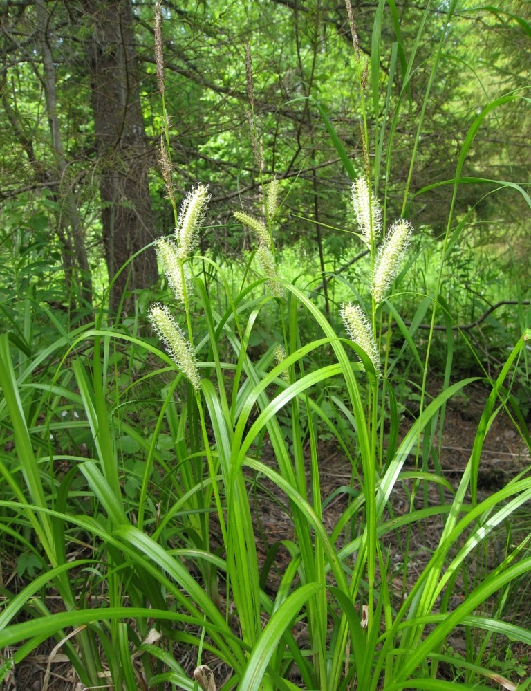 Изображение особи Carex rhynchophysa.