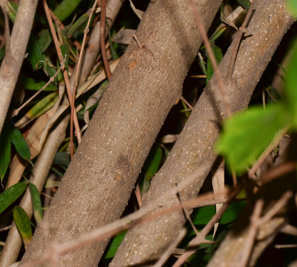 Image of Karomia speciosa specimen.