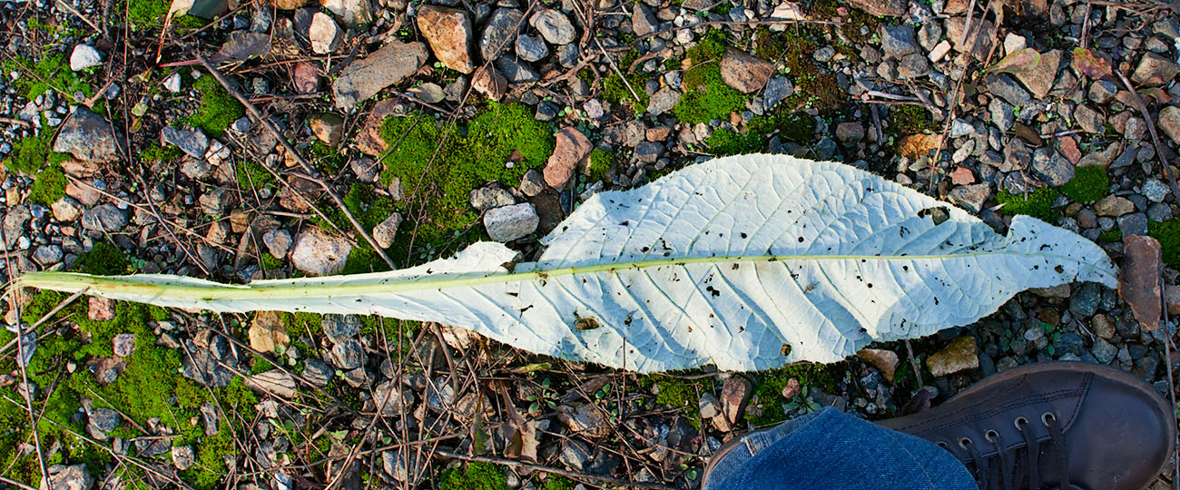 Image of Cirsium heterophyllum specimen.