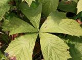 Rodgersia podophylla