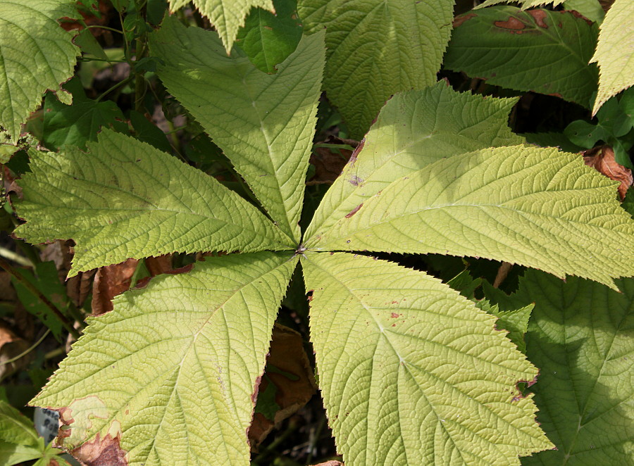 Изображение особи Rodgersia podophylla.