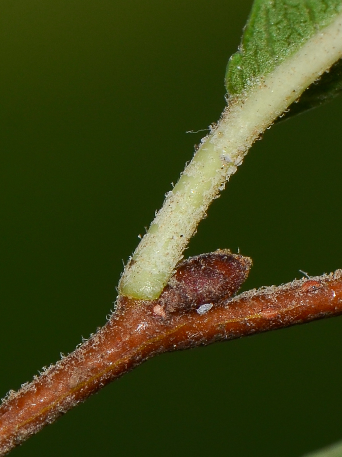 Изображение особи Ulmus parvifolia.