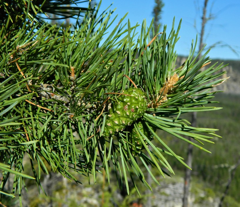 Image of Pinus sylvestris specimen.