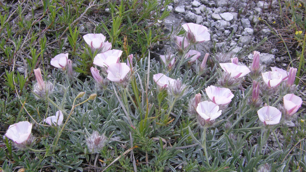 Image of Convolvulus tauricus specimen.