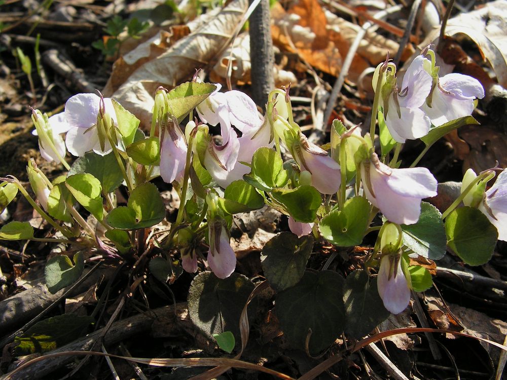 Изображение особи Viola albida.