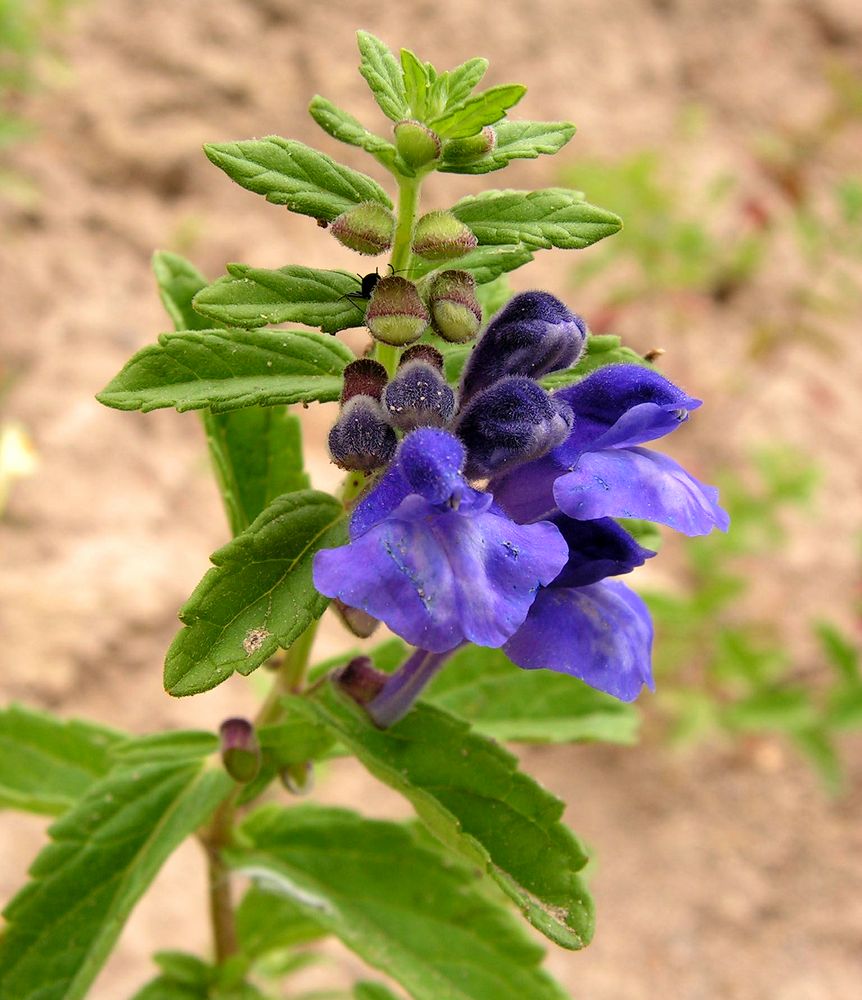 Image of Scutellaria strigillosa specimen.