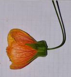 Abutilon × hybridum
