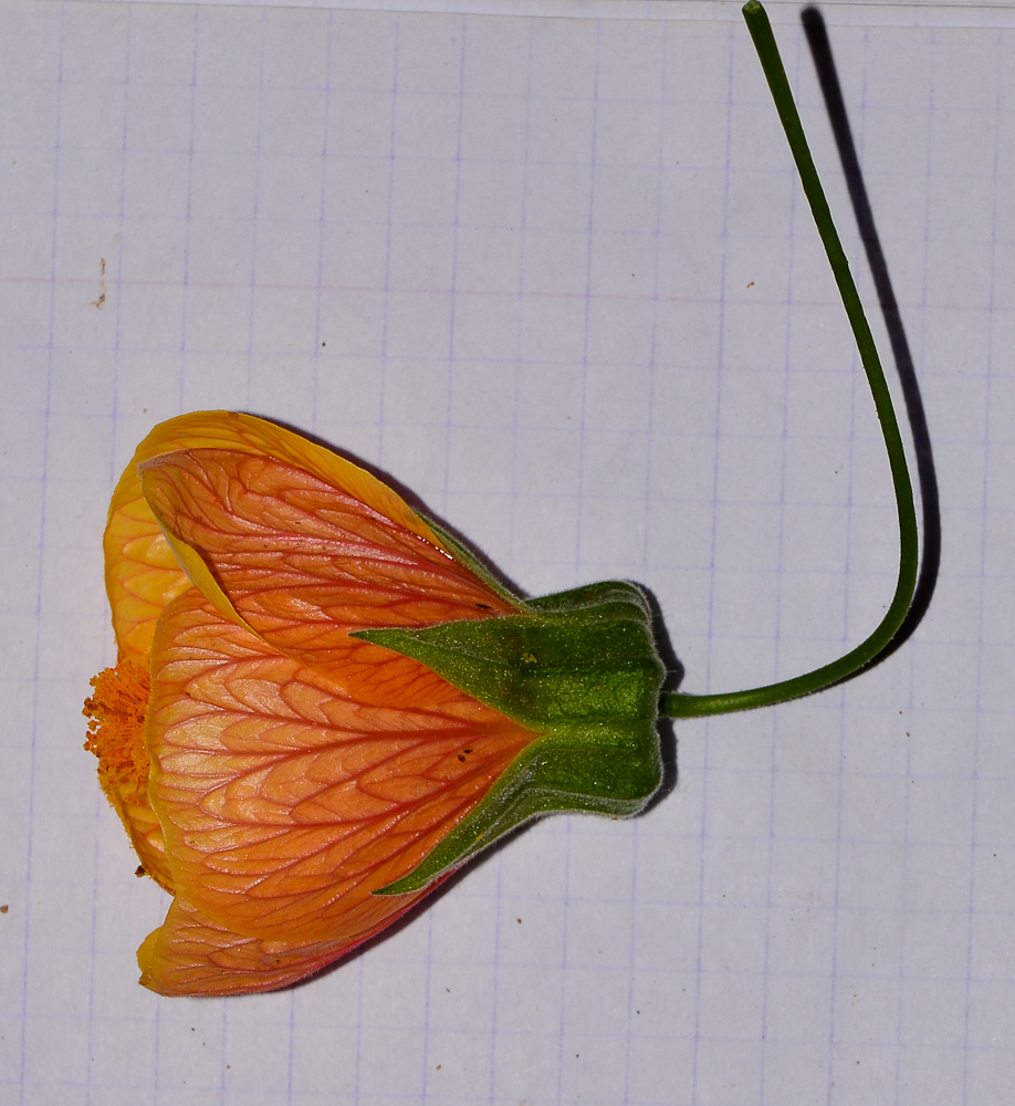 Image of Abutilon &times; hybridum specimen.