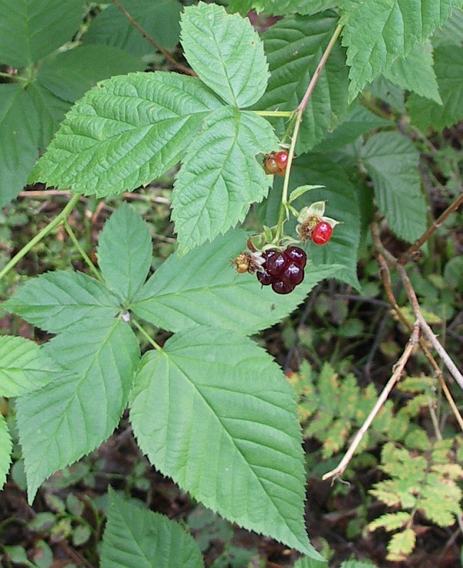 Изображение особи Rubus nessensis.