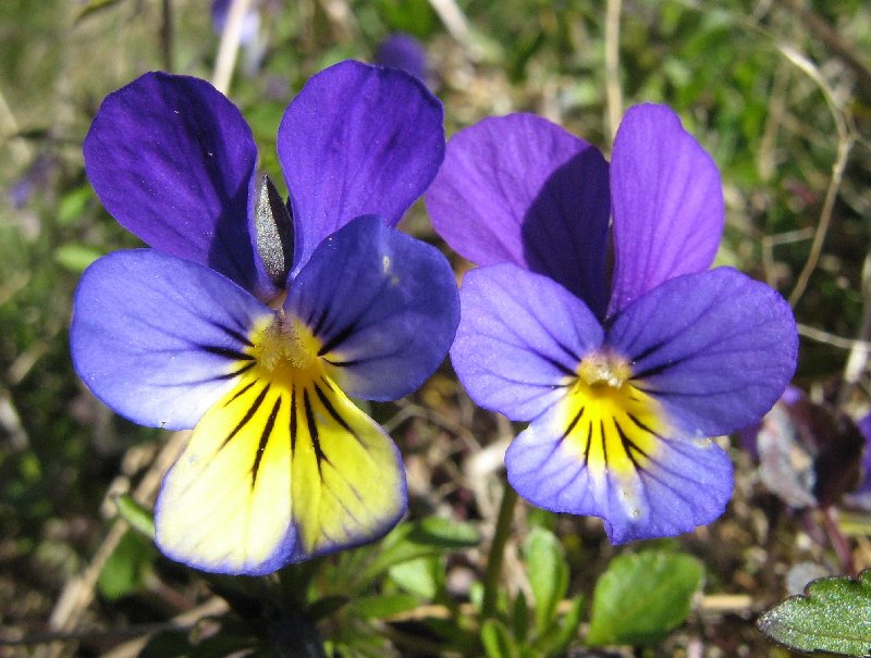 Изображение особи Viola tricolor.