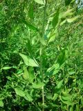 Lepidium latifolium