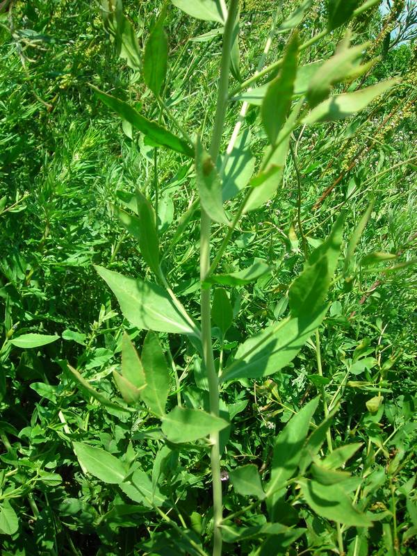 Изображение особи Lepidium latifolium.