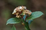 Viburnum tinus