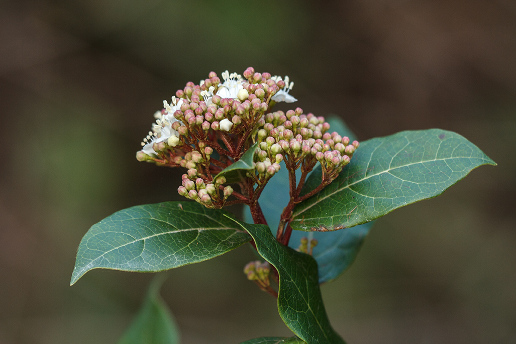 Изображение особи Viburnum tinus.