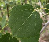 Populus tremula. Лист. Ростовская обл., Усть-Донецкий р-н, Нижне-Кундрюченский заказник, окр. станицы Нижнекундрюченская, ур. Длинное, аренный лес. 23.06.2013.