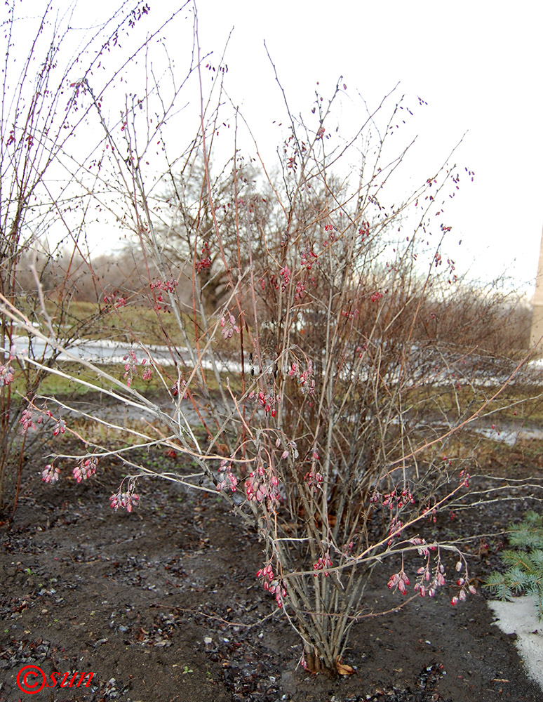 Image of Berberis vulgaris specimen.