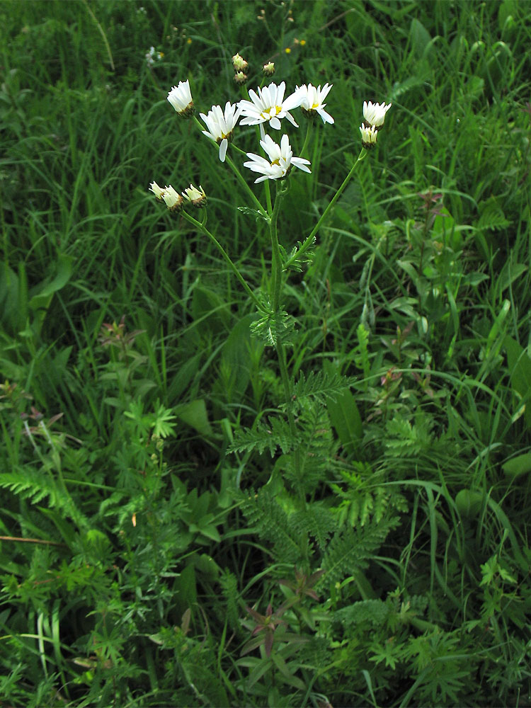 Изображение особи Pyrethrum corymbosum.