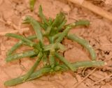 Tetraena simplex. Молодое растение на лёссовой корке в высохшей луже. Израиль, южная Арава, окр. киббуца Элифаз, рудеральное местообитание. 03.03.2014.