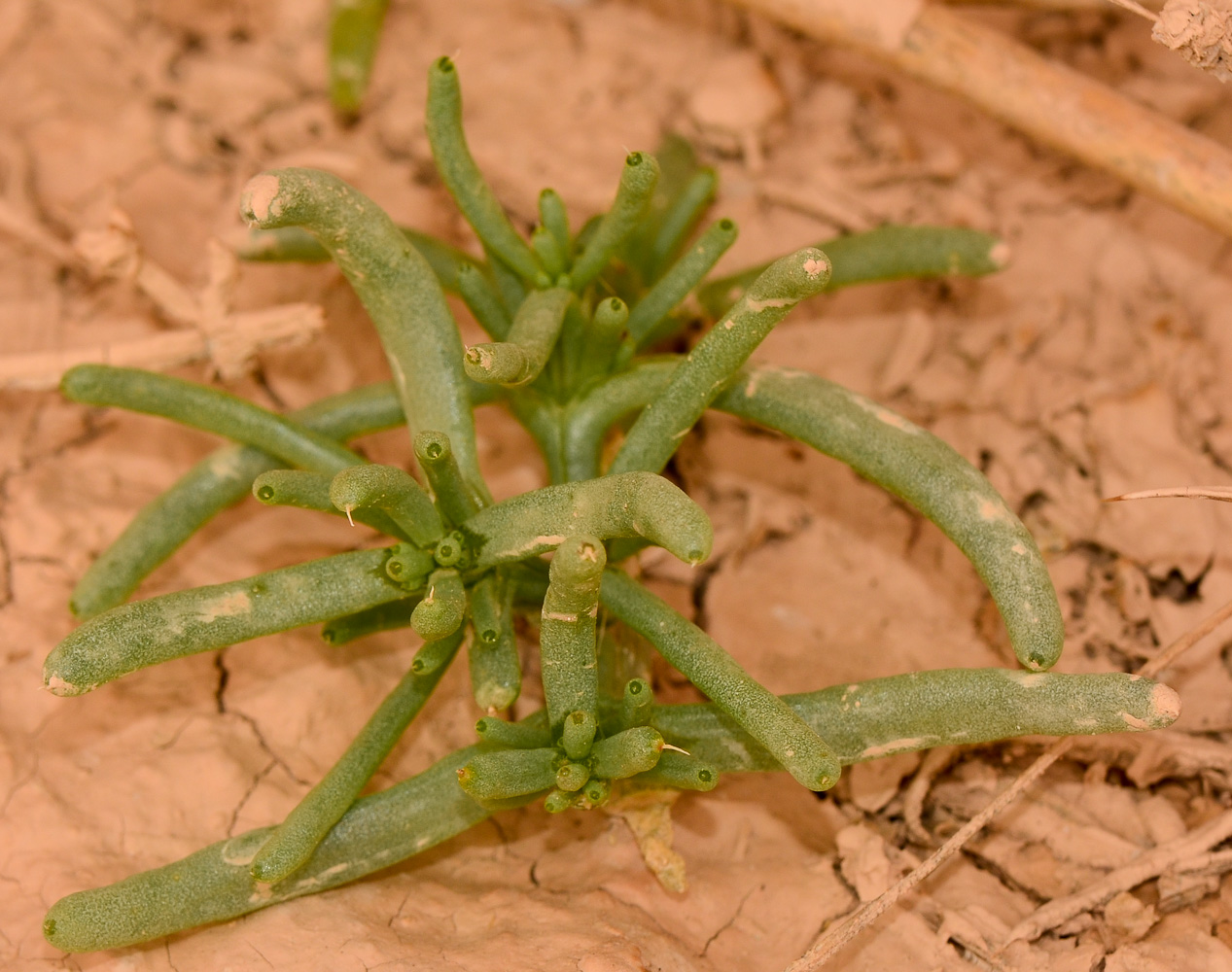 Image of Tetraena simplex specimen.