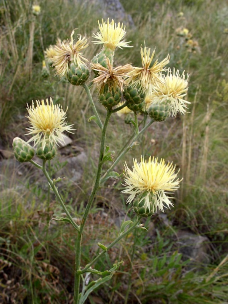 Image of Centaurea salonitana specimen.