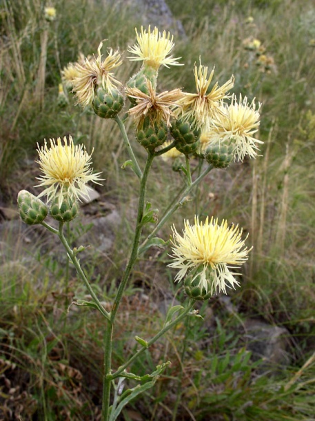 Изображение особи Centaurea salonitana.