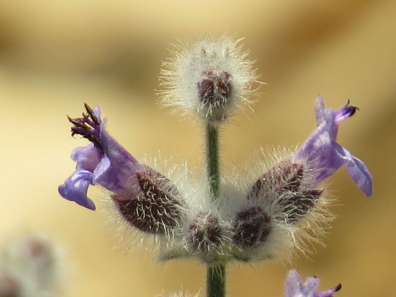 Изображение особи Salvia deserti.