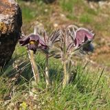 Pulsatilla ucrainica