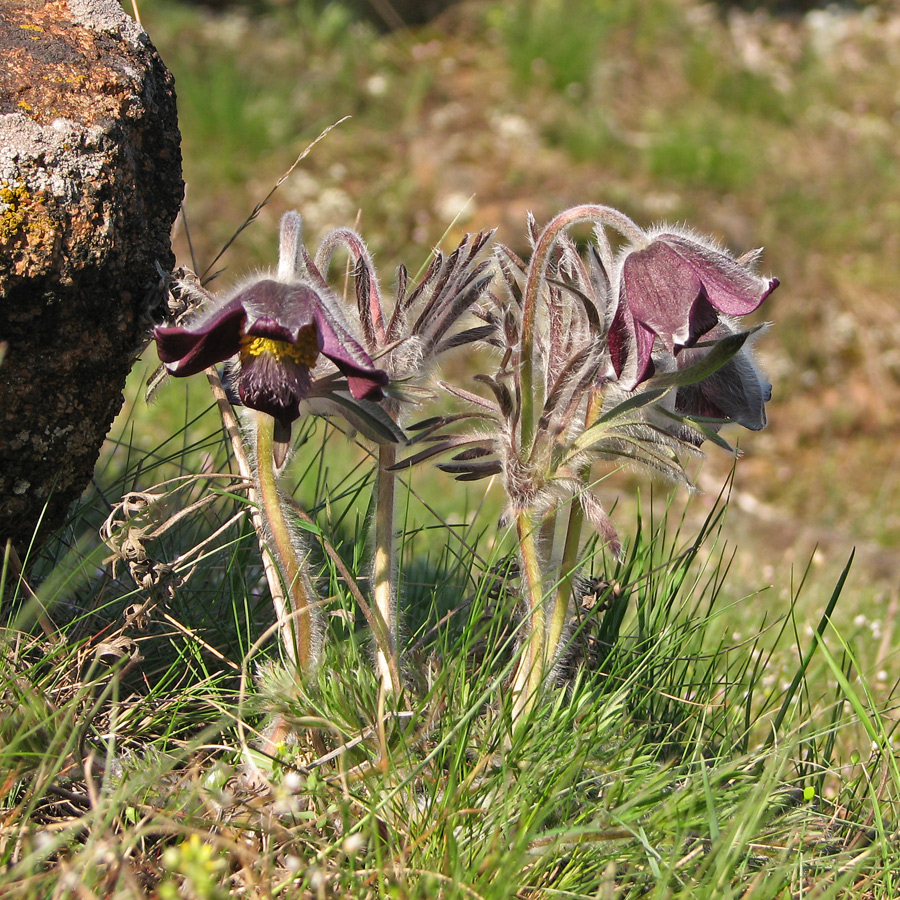 Image of Pulsatilla ucrainica specimen.