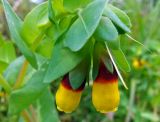 Cerinthe major