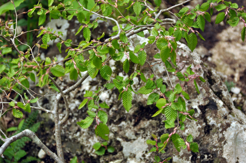 Изображение особи Carpinus orientalis.