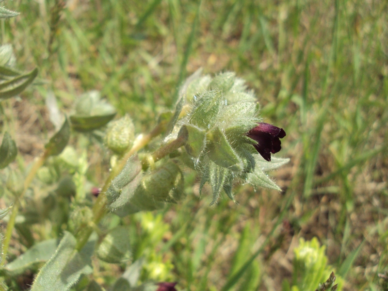 Image of Nonea rossica specimen.