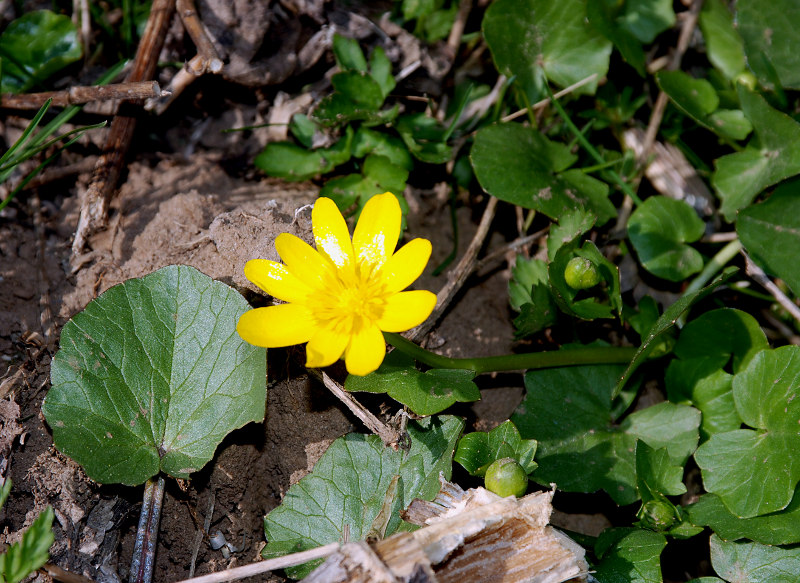 Image of Ficaria verna specimen.