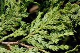 Austrocedrus chilensis. Ветка. Германия, г. Дюссельдорф, Ботанический сад университета. 04.05.2014.