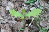 Quercus robur