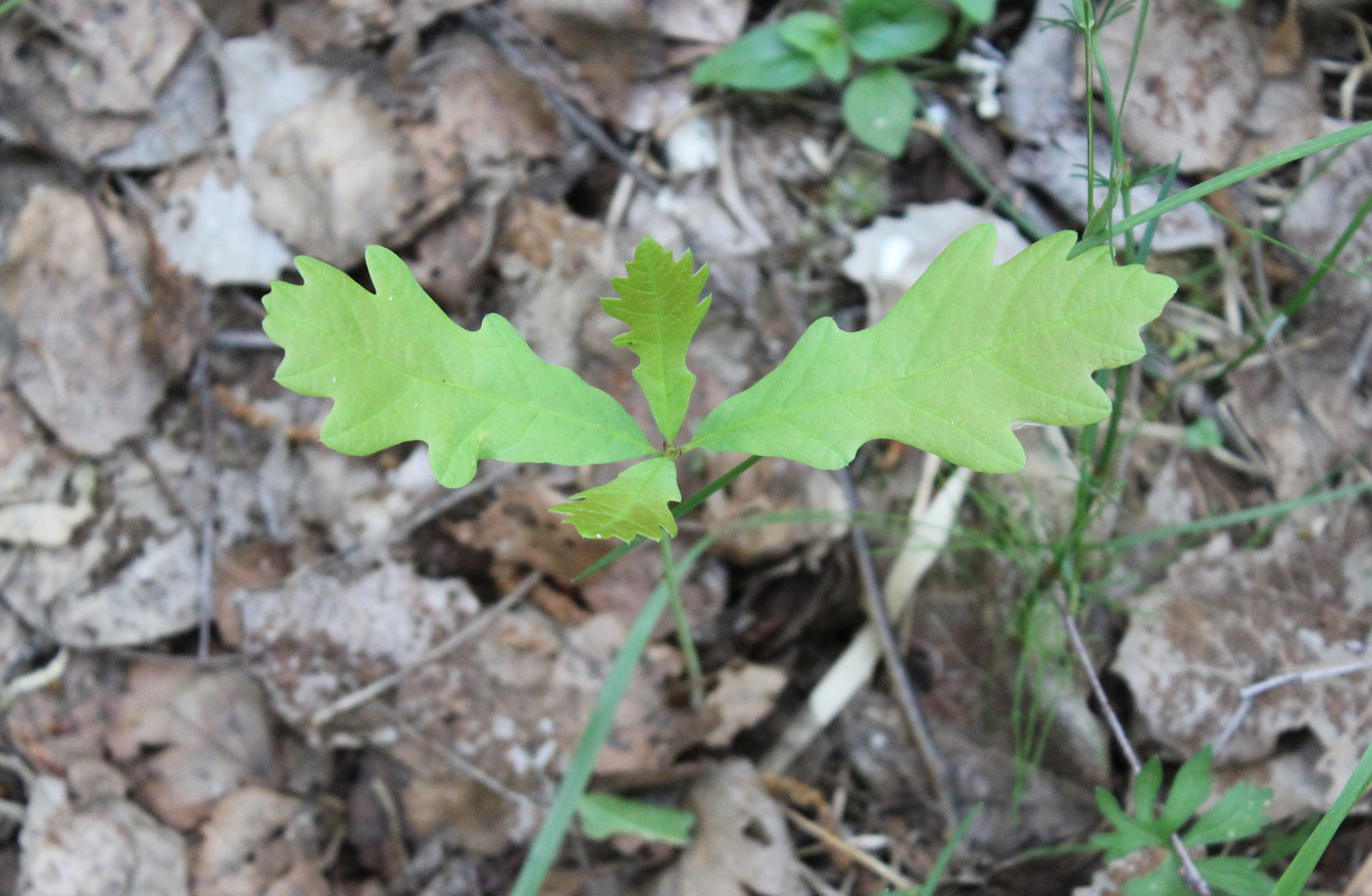 Изображение особи Quercus robur.