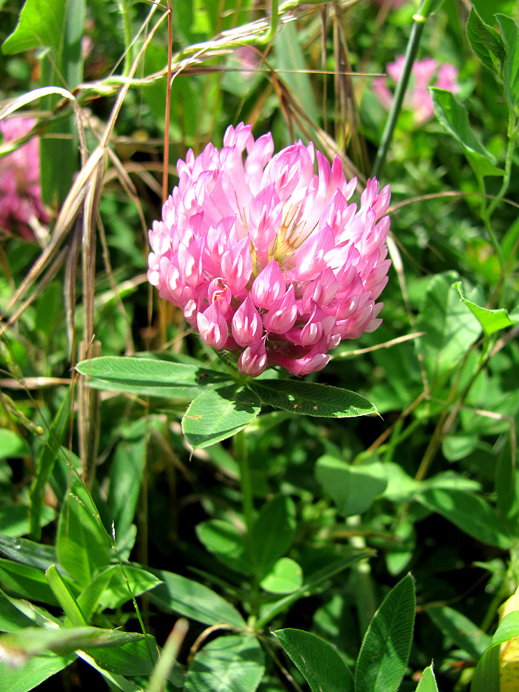 Image of Trifolium medium specimen.