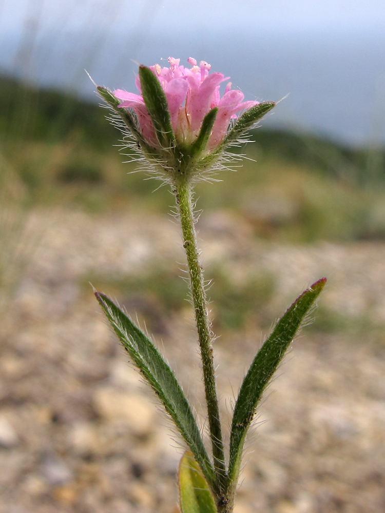 Image of Lomelosia micrantha specimen.