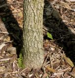 Fraxinus quadrangulata. Комлевая часть ствола молодого растения. Германия, г. Дюссельдорф, Ботанический сад университета. 02.06.2014.