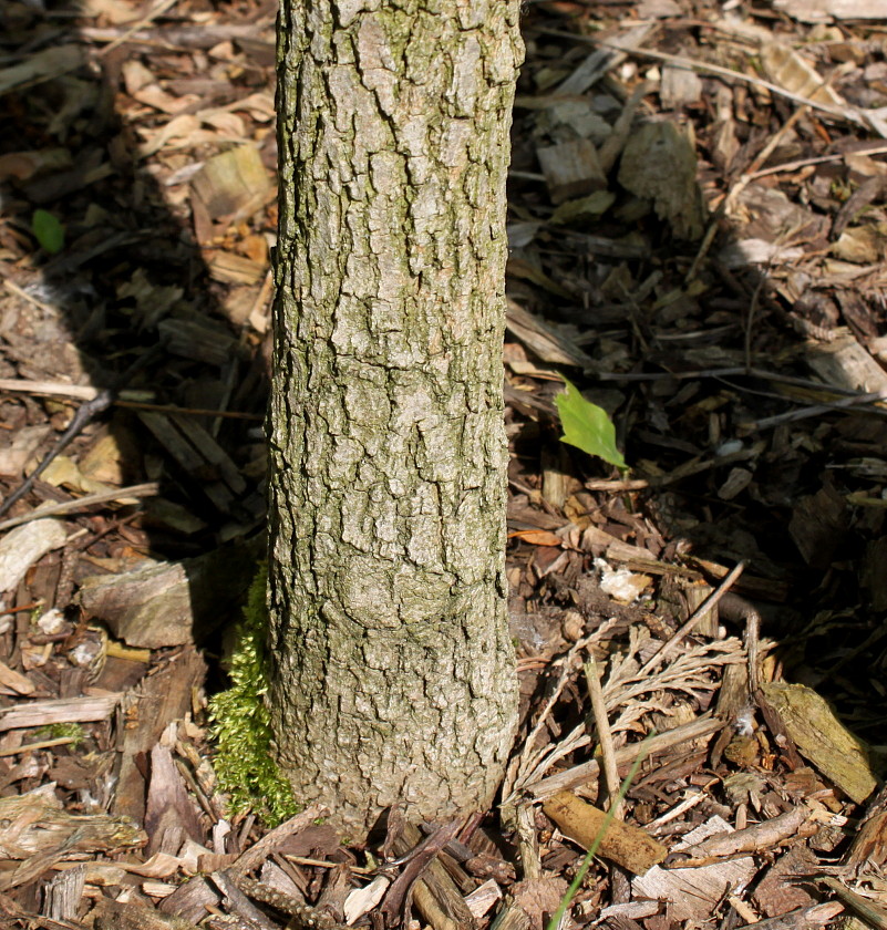 Изображение особи Fraxinus quadrangulata.