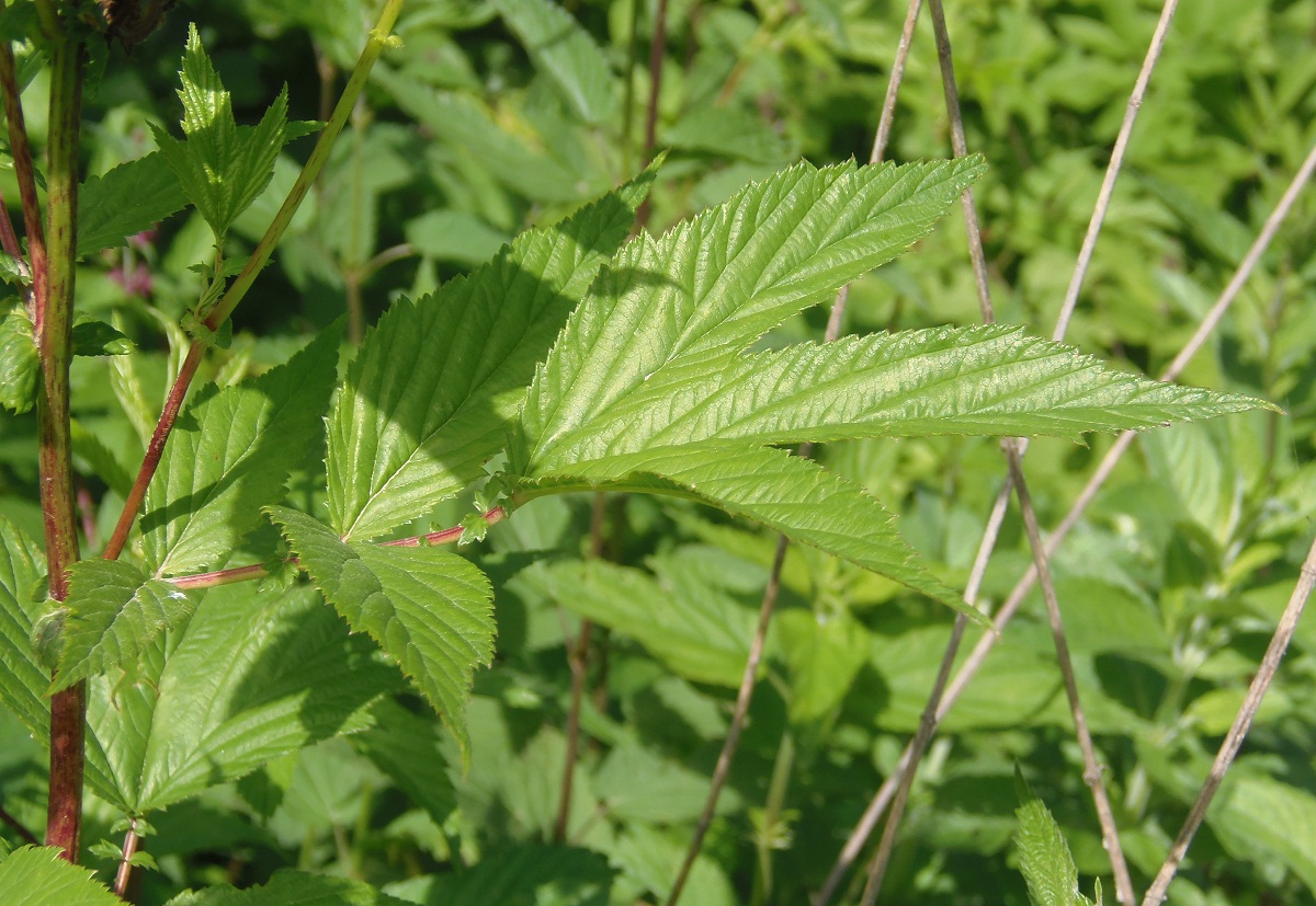 Изображение особи Filipendula ulmaria ssp. denudata.