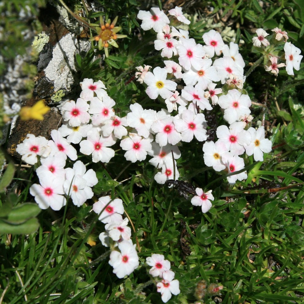 Image of Androsace barbulata specimen.