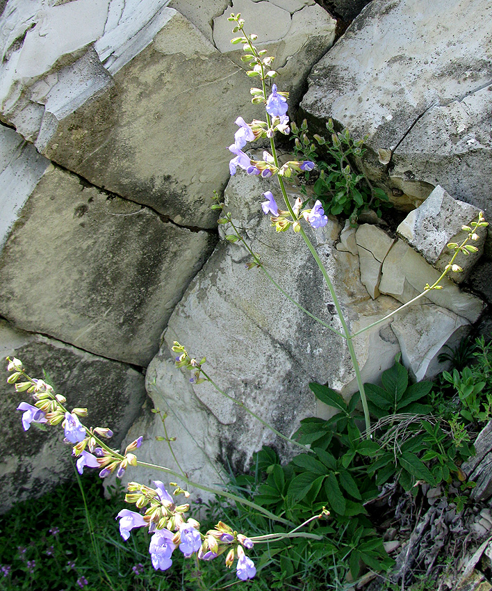 Изображение особи Salvia ringens.